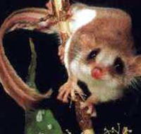 Carrowong Fauna Sanctuary - Events Australia
