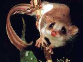 Carrowong Fauna Sanctuary - Events Australia 0