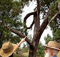Charleville - Outback Native Timber Walk - Events Australia