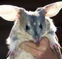 Charleville - Bilby Experience - Events Australia