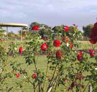 Elizabeth Park Rose Gardens - Events Australia