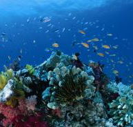 Cherubs Cave Dive Site - Events Australia