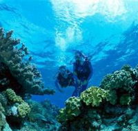 Coral Gardens Dive Site - Events Australia