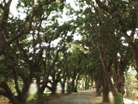 Mango Avenue - Tourism Bookings 0