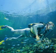 Manta Ray Bommie Dive Site - Events Australia