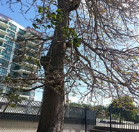 The Leichhardt Tree - Events Australia