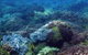 Hoffman's Rocks Dive Site - thumb 0
