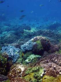 Hoffman's Rocks Dive Site - Tourism Bookings 0