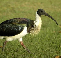 Toowoomba Bicentennial Waterbird Habitat - Events Australia