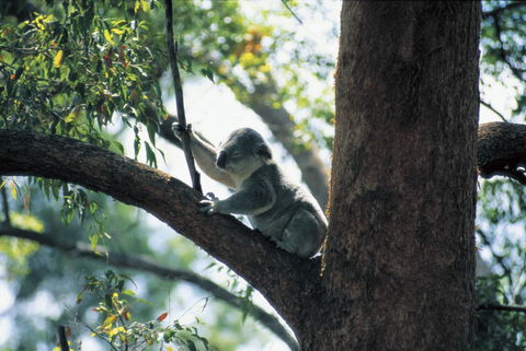 Daisy Hill Conservation Park - Events Australia 0