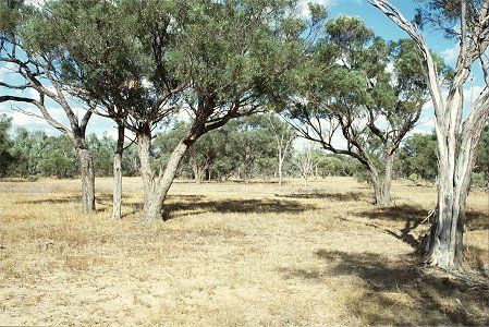 Forest Den National Park - Events Australia 0