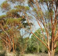 Myall Park Botanic Garden - Events Australia