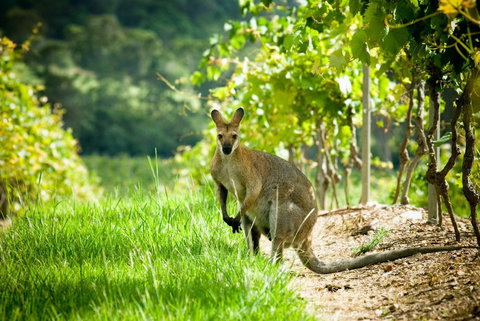 Sirromet Winery - Events Australia 2