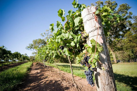 Sirromet Winery - Events Australia 3