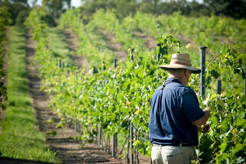 Sirromet Winery - Events Australia 11