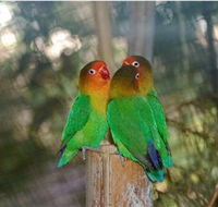Ballarat Bird World - Accommodation Europe
