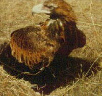 Long Forest Nature Conservation Reserve - Events Australia