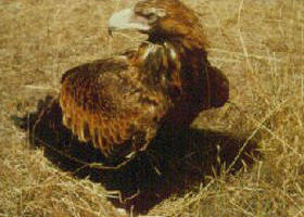 Long Forest Nature Conservation Reserve - Events Australia 0