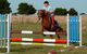 Saddle On Riding School - thumb 5