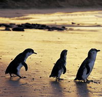 Phillip Island Nature Park - Events Australia