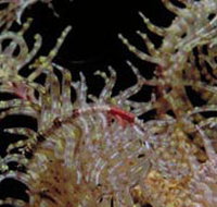 Point Danger Marine Sanctuary