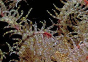 Point Danger Marine Sanctuary - Events Australia 0