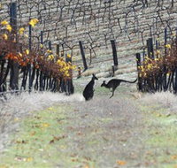 Blue Pyrenees Estate - Tourism Bookings