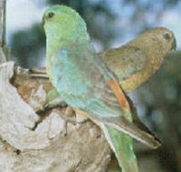 Lake Albacutya Regional Park - Tourism Bookings