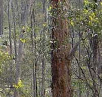 Heathcote-Graytown National Park - Events Australia
