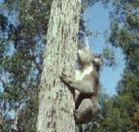 Creswick Regional Park - Events Australia