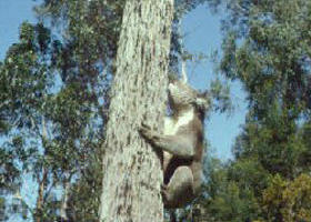 Creswick Regional Park - Events Australia 0