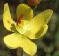 Langwarrin Flora and Fauna Reserve - Accommodation Europe