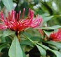 Alfred National Park - Events Australia