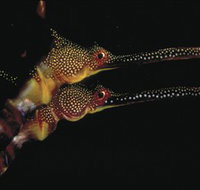 Eagle Rock Marine Sanctuary - Tourism Bookings