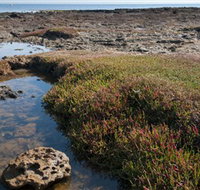 Ricketts Point Marine Sanctuary - Events Australia