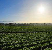 GREENSTONE VINEYARDS - Events Australia