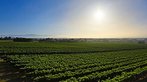 GREENSTONE VINEYARDS - Tourism Bookings 0