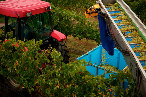 GREENSTONE VINEYARDS - Tourism Bookings 3