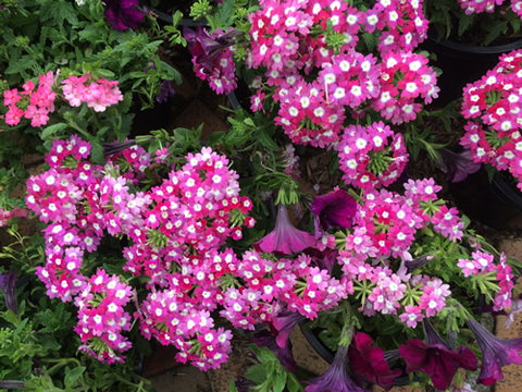 Main Street Market Mornington - Tourism Bookings 4