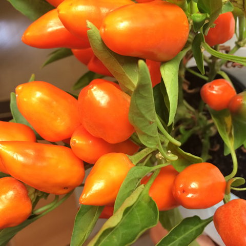 Main Street Market Mornington - Tourism Bookings 6