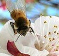 Clayridge Honey - Events Australia