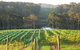 Tilba Valley Wines - thumb 0