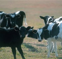 Bodalla Dairy Cheese Factory