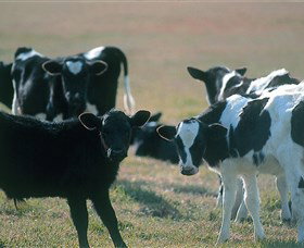 Bodalla Dairy Cheese Factory - Tourism Bookings 0