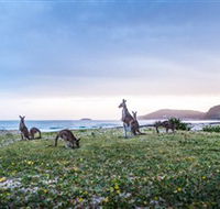 Pebbly Beach - Events Australia