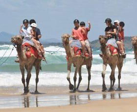 Camel Rides With Coffs Coast Camels - Events Australia 0