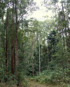 Bongil Bongil National Park - Events Australia 0