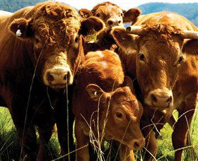 Krinklewood Vineyard - Events Australia 4