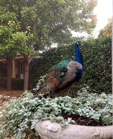 Krinklewood Vineyard - Events Australia 3