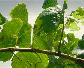 Angullong Wines - Events Australia 1